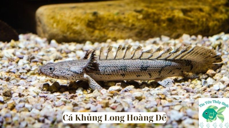 Cá Khủng Long Hoàng Đế