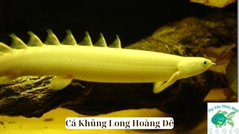 Cá Khủng Long Hoàng Đế