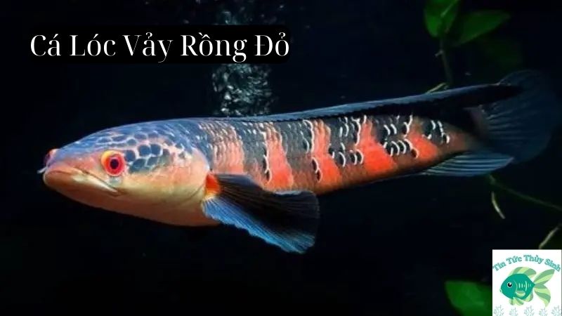 Cá Lóc Vảy Rồng Đỏ