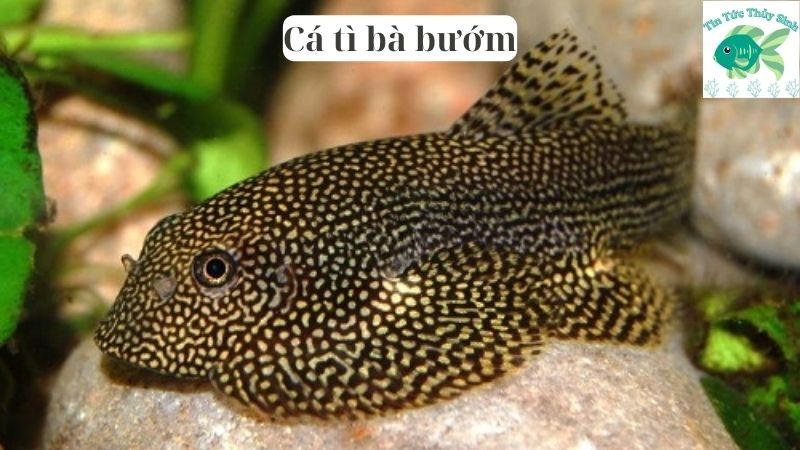 Cá tì bà bướm