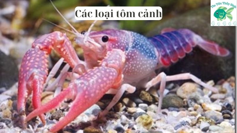 Các loại tôm cảnh