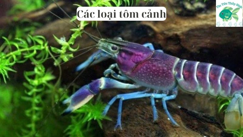 Các loại tôm cảnh