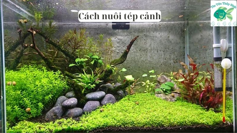 Cách nuôi tép cảnh