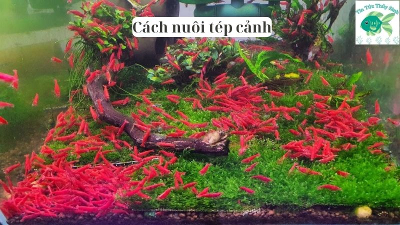 Cách nuôi tép cảnh