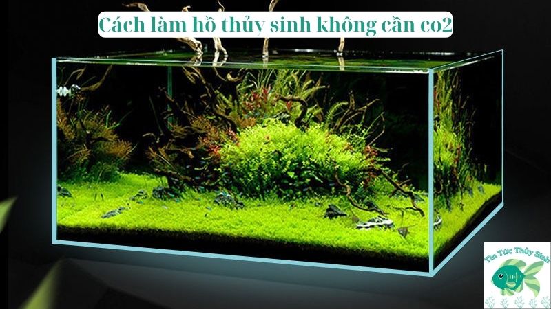 Cách làm hồ thủy sinh không cần co2