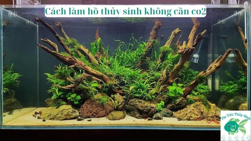 Cách làm hồ thủy sinh không cần co2