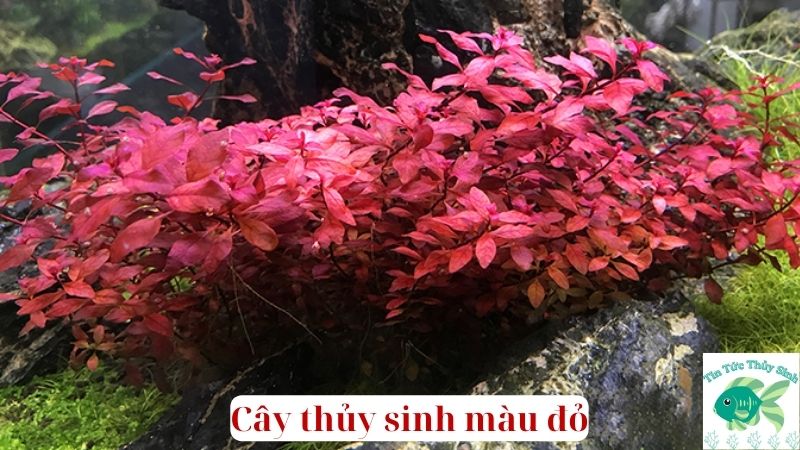 Cây thủy sinh màu đỏ