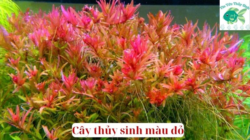 Cây thủy sinh màu đỏ