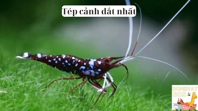 Tép cảnh đắt nhất