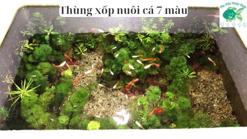 Thùng xốp nuôi cá 7 màu