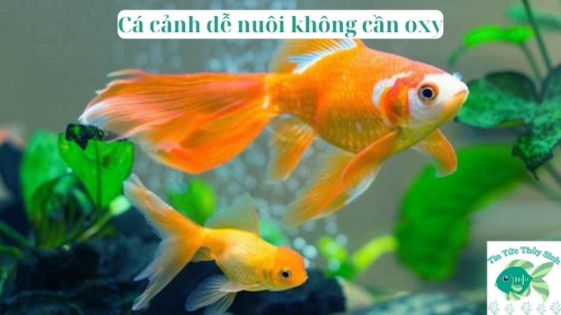 cá cảnh dễ nuôi không cần oxy