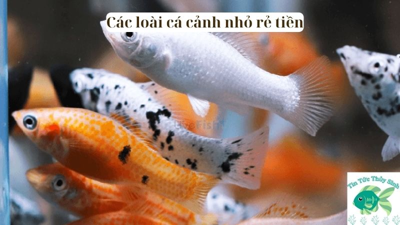 các loài cá cảnh nhỏ rẻ tiền