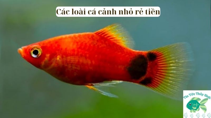 các loài cá cảnh nhỏ rẻ tiền