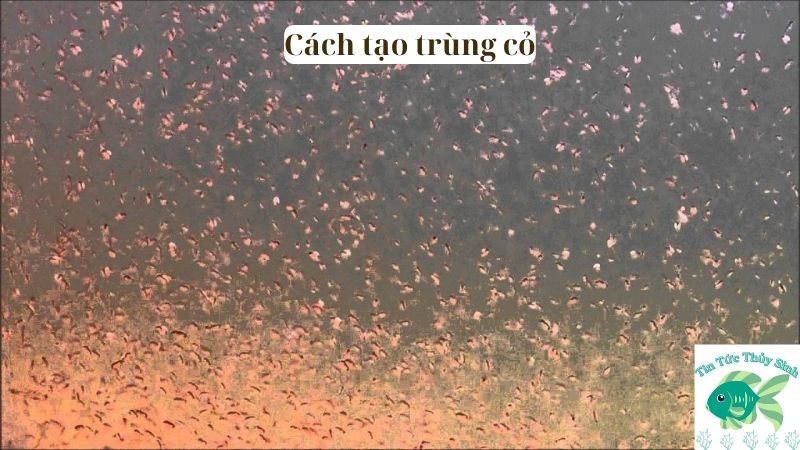 cách tạo trùng cỏ