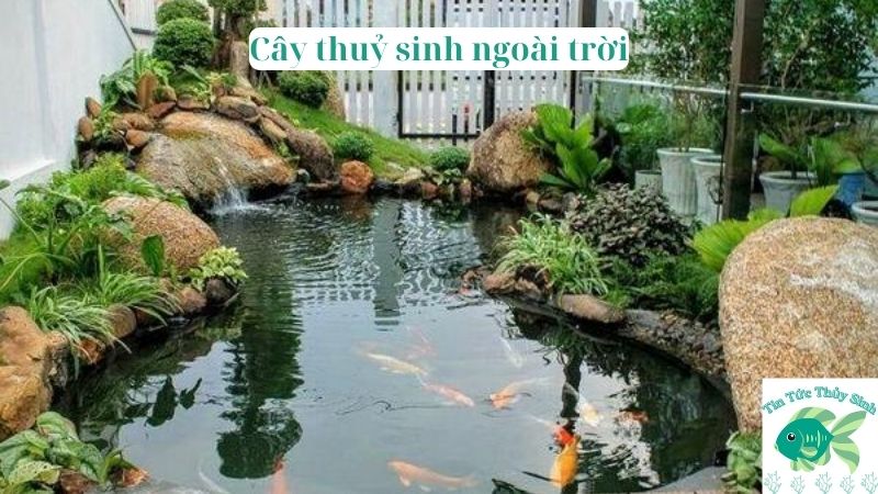 cây thuỷ sinh ngoài trời