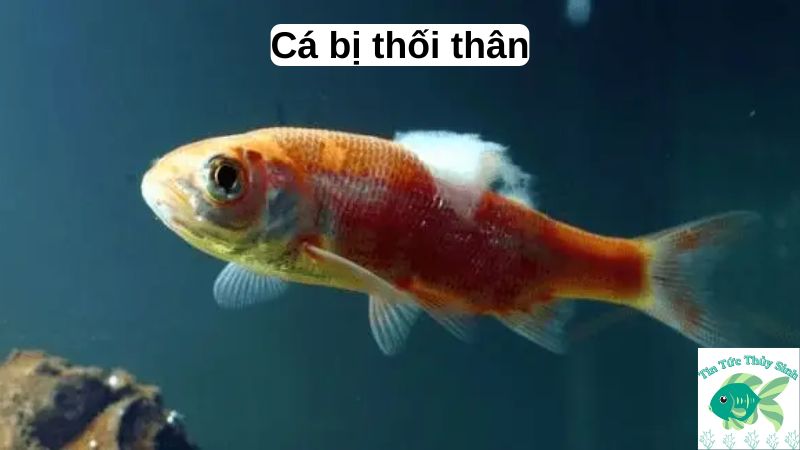 Cá bị thối thân