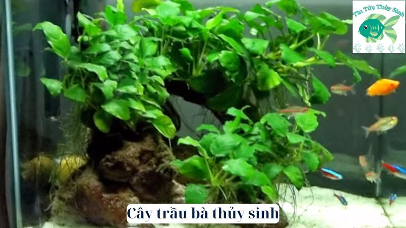 Cây trầu bà thủy sinh