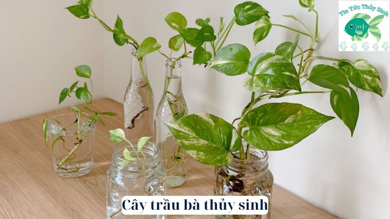 Cây trầu bà thủy sinh