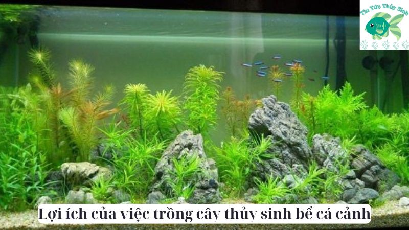 Lợi ích của việc trồng cây thủy sinh bể cá cảnh