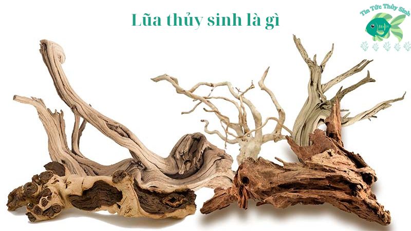 Lũa thủy sinh là gì