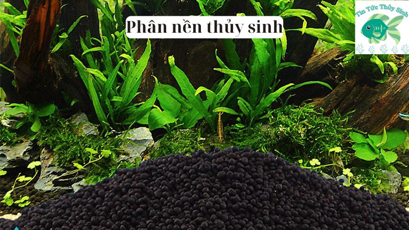 phân nền thủy sinh