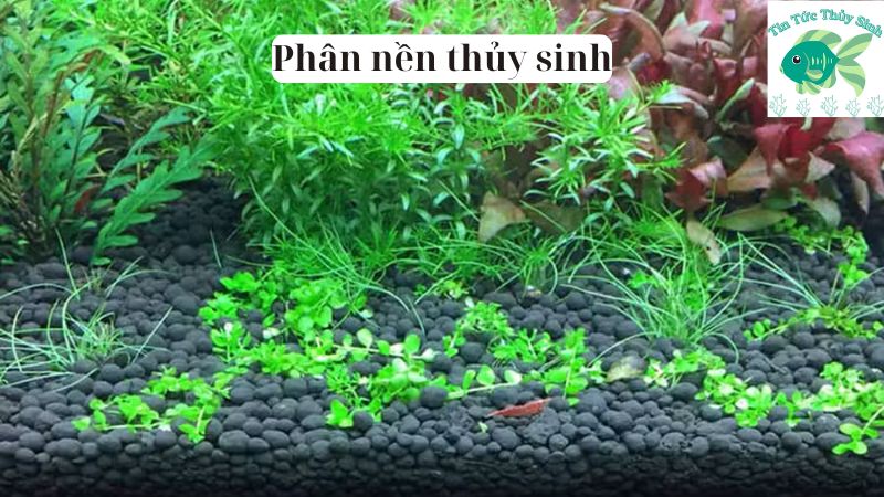 phân nền thủy sinh